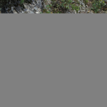 Птенец зимняка, верховья реки Лахтина (северная Корякия), 07.08. 2013 год.