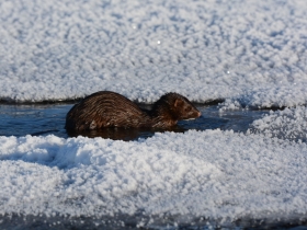 carnivores_american_mink