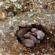 Щенки песца в выводковой ямке, остров Врангеля, июнь 1976 года.