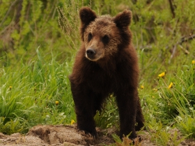 carnivores_brown_bear