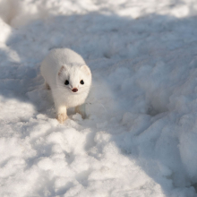 Самка горностая, окрестности Магадана, 04.03. 2015 год.