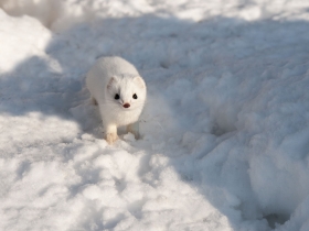 carnivores_ermine