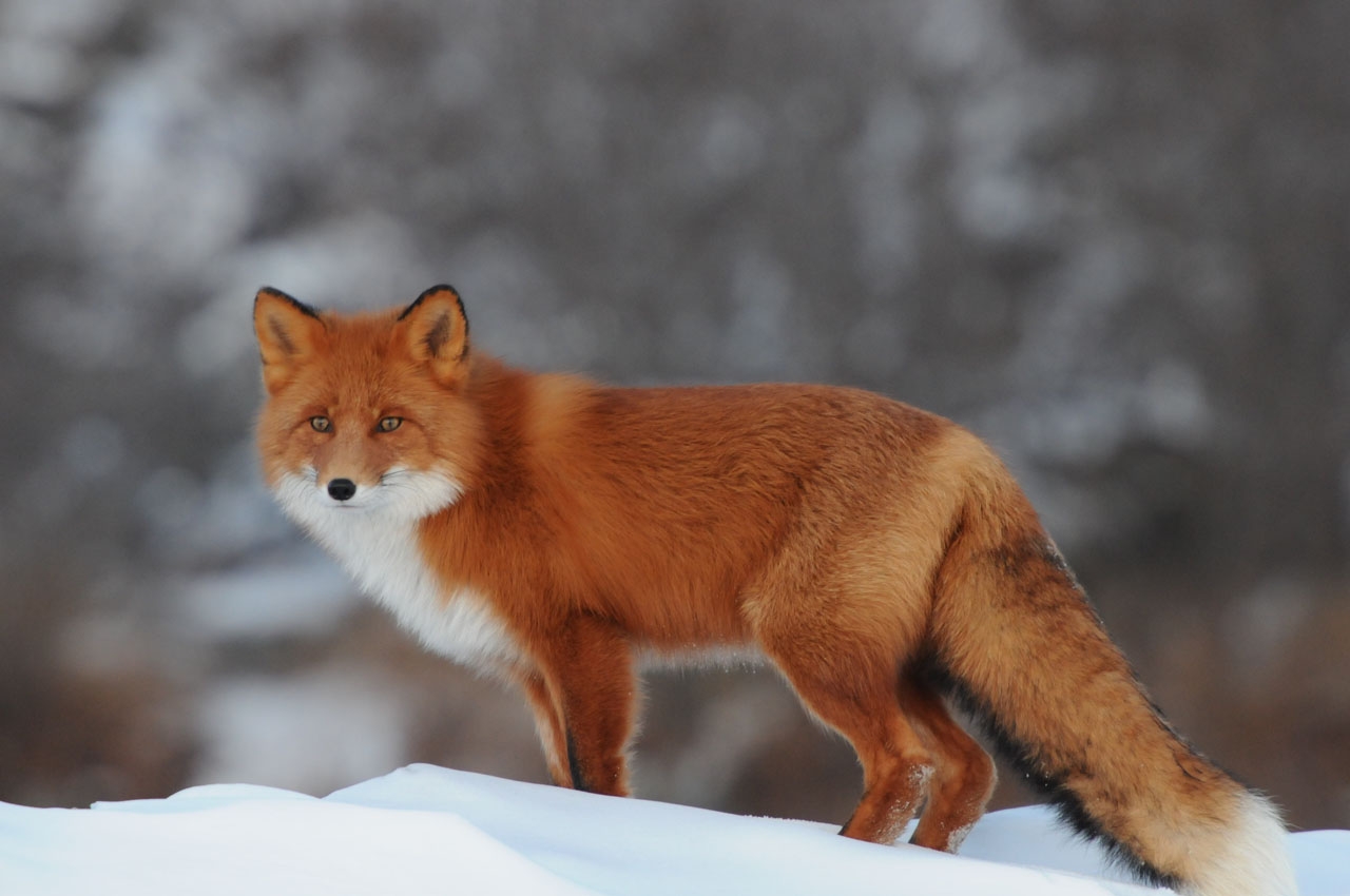 P fox. Лисица в Самарской области. Дикие животные. Dikoe jiwotnyye.