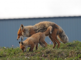 carnivores_red_fox
