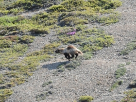 carnivores_wolverine