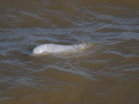 cetaces_beluga_whale