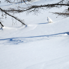 gallery_pitnet_ru_1414400288