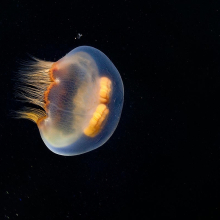 Аурелия. Космическая медуза. Автор: Алексей Гнездилов.