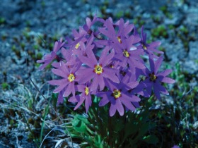 khalan_flora