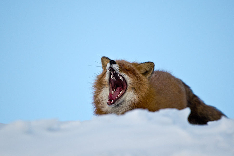 Суслик лиса. Лиса Чукотки. Лисица (Vulpes Vulpes). Лиса зевает. Лиса бежит.