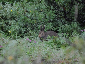 lagomorphs_mountain_hare