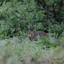 Молодой заяц-беляк в верховьях реки Алькатваам (северная Корякия), 11.08. 2013 год.