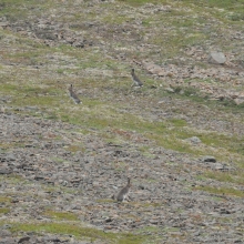 Молодые зайцы в окрестностях лагуны Аринай (северная Корякия), 06.08. 2012 год.