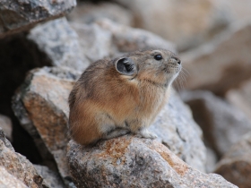 lagomorphs_northern_pika