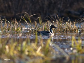 lavrov_fauna