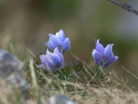 lavrov_flora