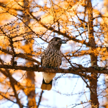 parshakov_fauna_001