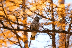 parshakov_fauna