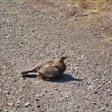 parshakov_fauna_003