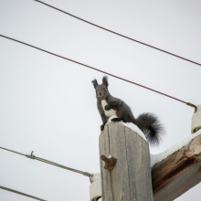 parshakov_fauna_004