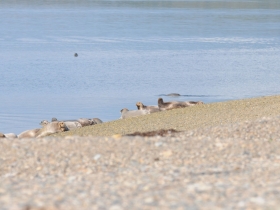 pinnipedes_bearded_seal