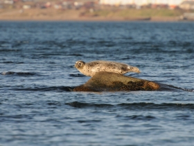 pinnipedes_larga _seal