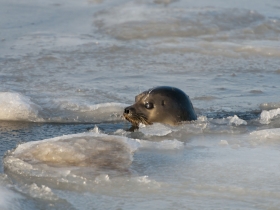 pinnipedes_ringed_seal