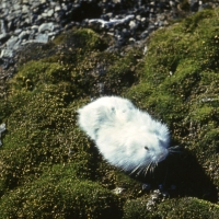 Гренландский лемминг-альбинос, остров Врангеля, июнь 1976 года.