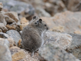 rodents_mountain_vole