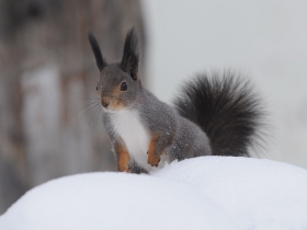 rodents_red_squirrel