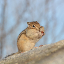 rodents_siberian chipmunk_002