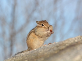 rodents_siberian chipmunk