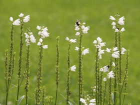 ryabov_flora