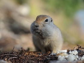 rydchenko_fauna