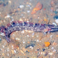 sidorov_002