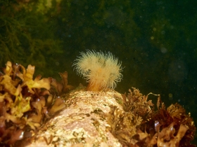 uchuev_underwater