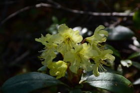 vatlin_flora