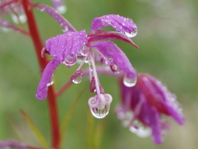 zagrebelyny_flora