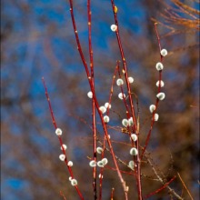 zolotarsky_flora